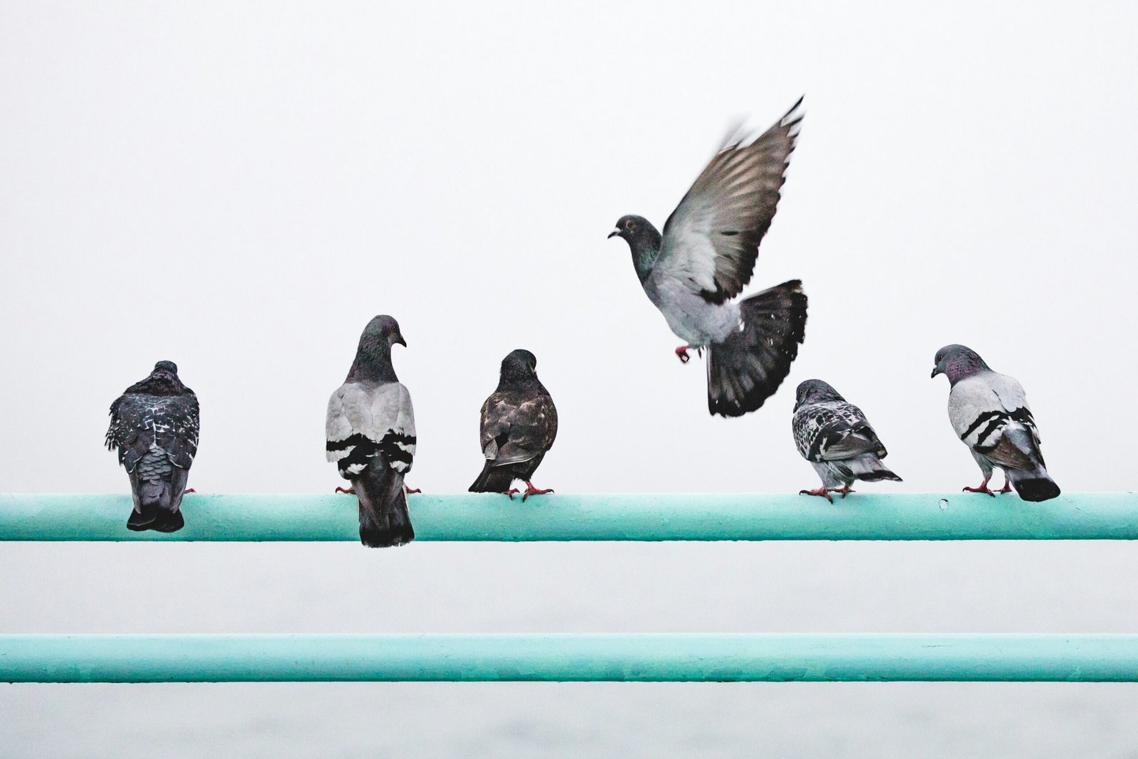 Wincompanion: Real-Time Pigeon Race Data Management & Scheduling Platform