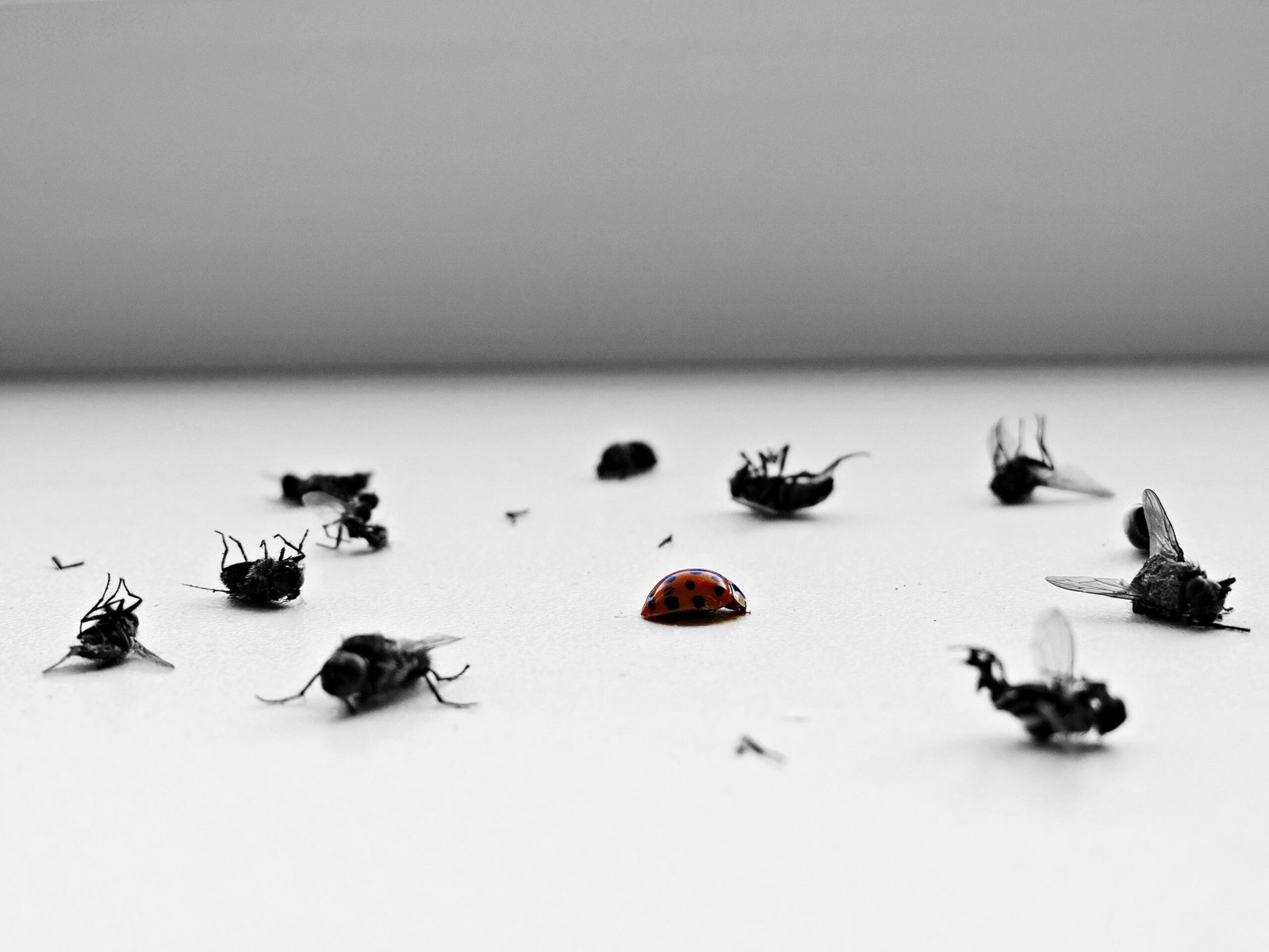 Moxie Pest Control: Your Ultimate Guide to Exterminating Pests Effectively